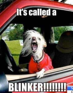 Road Rage Dog